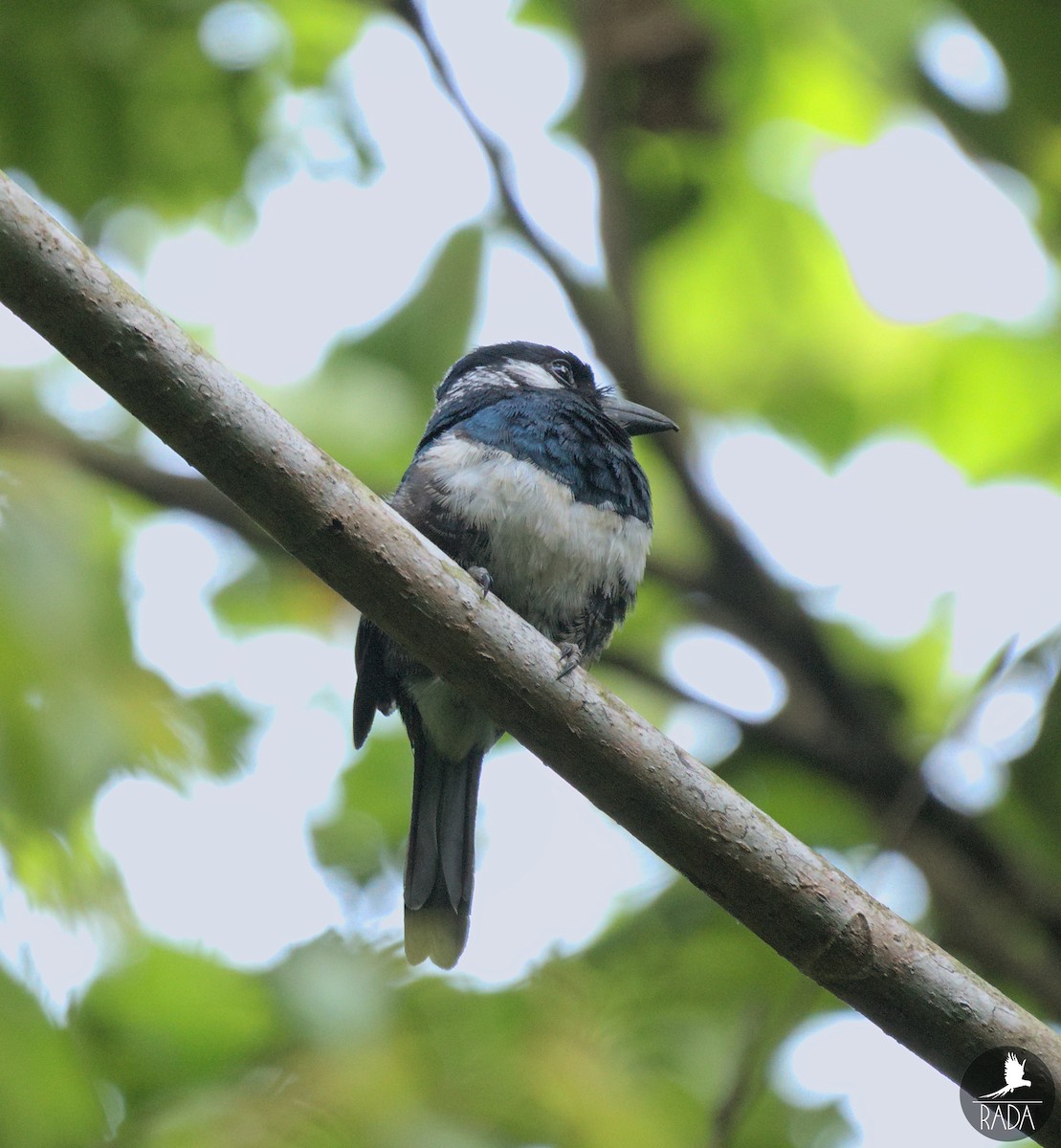 Black-breasted Puffbird - Ramón David Ruiz Correa (@rada.birding)