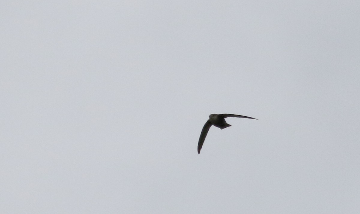 Chimney Swift - ML57270121