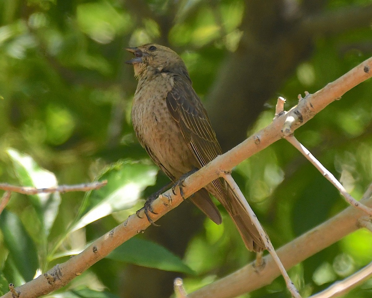 Brown-headed Cowbird - ML572701281