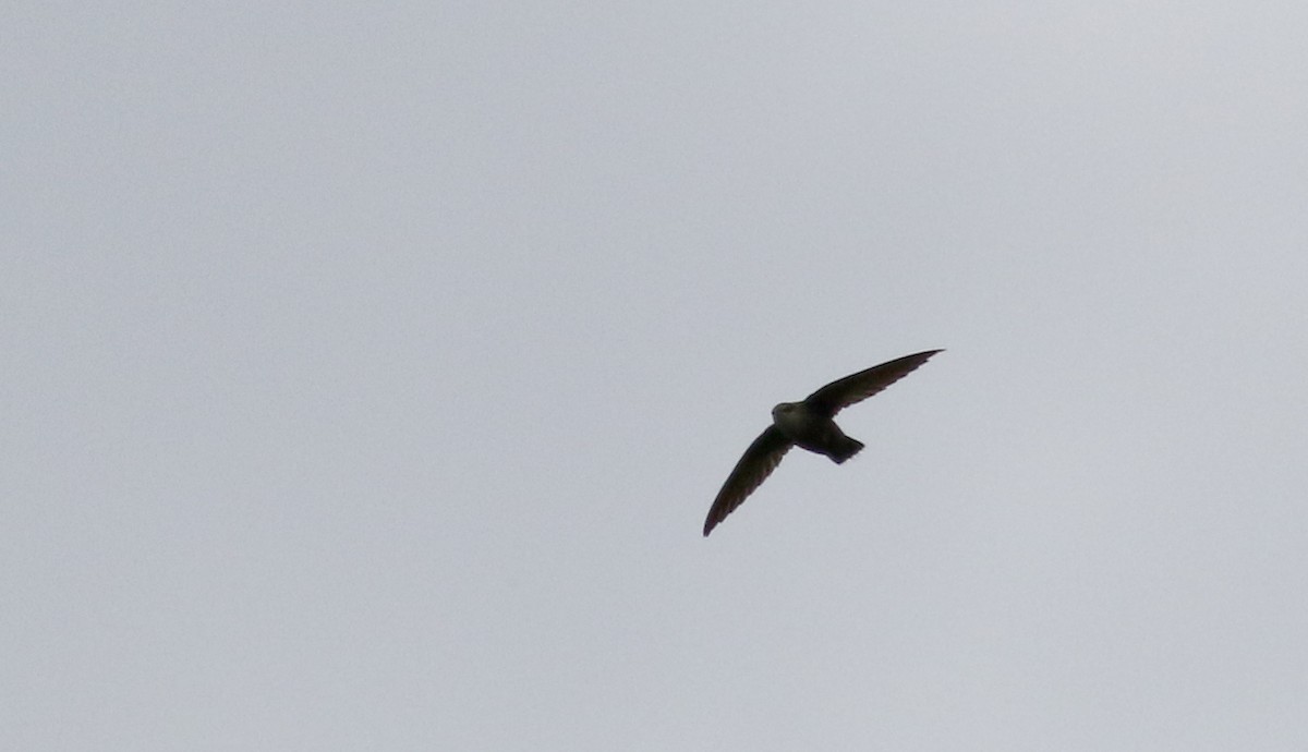 Chimney Swift - ML57270131