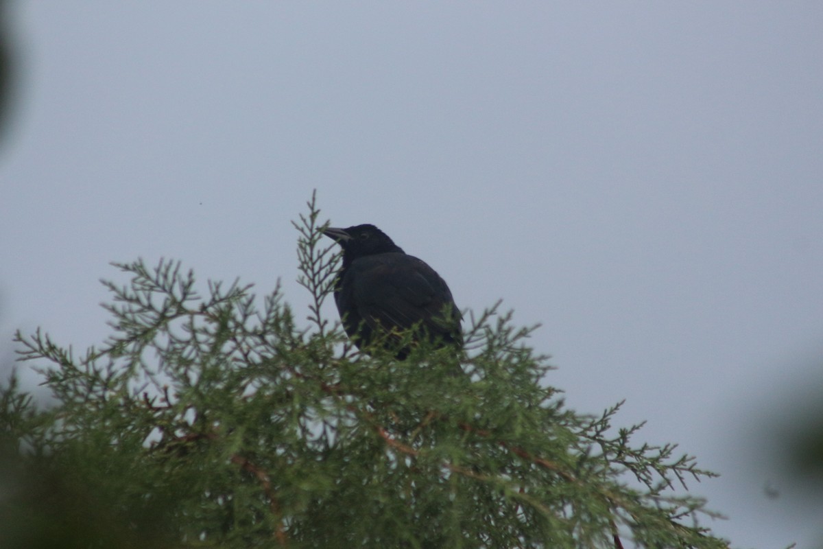 Melodious Blackbird - Programa de Aves Urbanas Motozintla Agrobiodiversidad, Territorio y Sustentabilidad