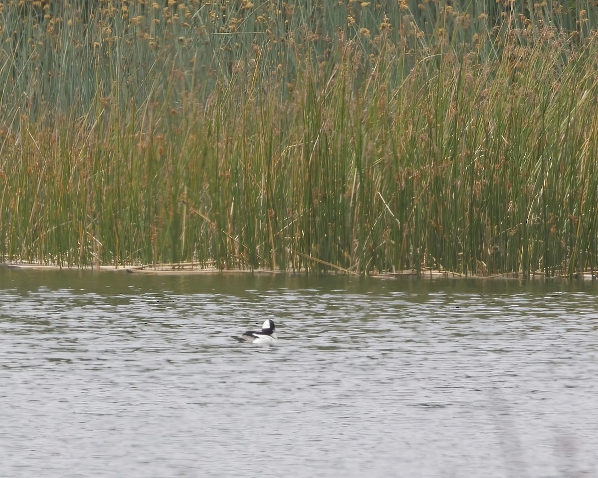 Bufflehead - ML572701491