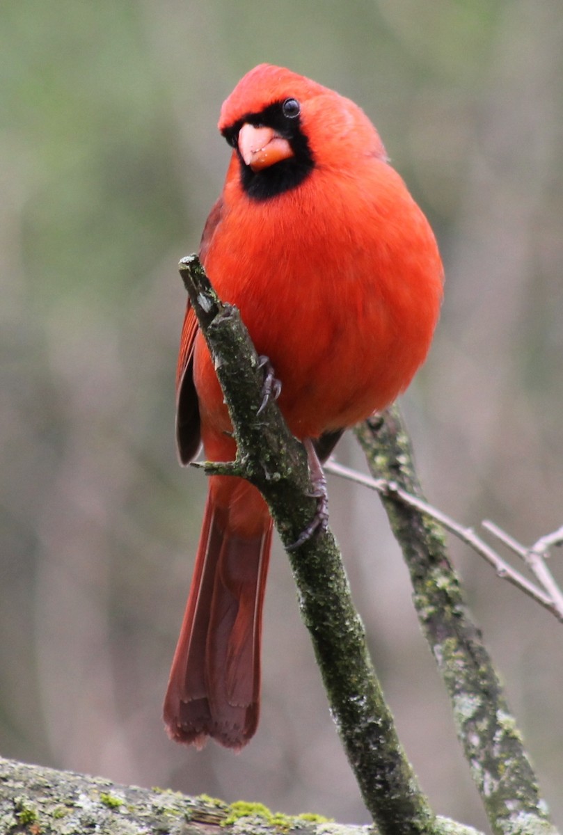 Northern Cardinal - ML572702211