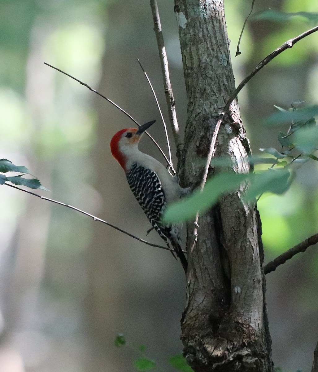 Red-bellied Woodpecker - ML572703321