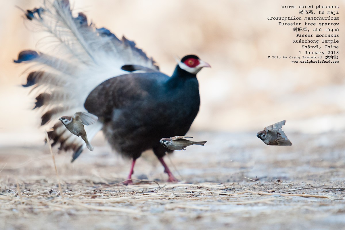 Brown Eared-Pheasant - ML57270391