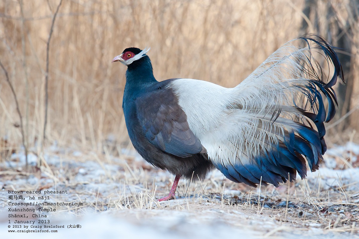 Brown Eared-Pheasant - Craig Brelsford