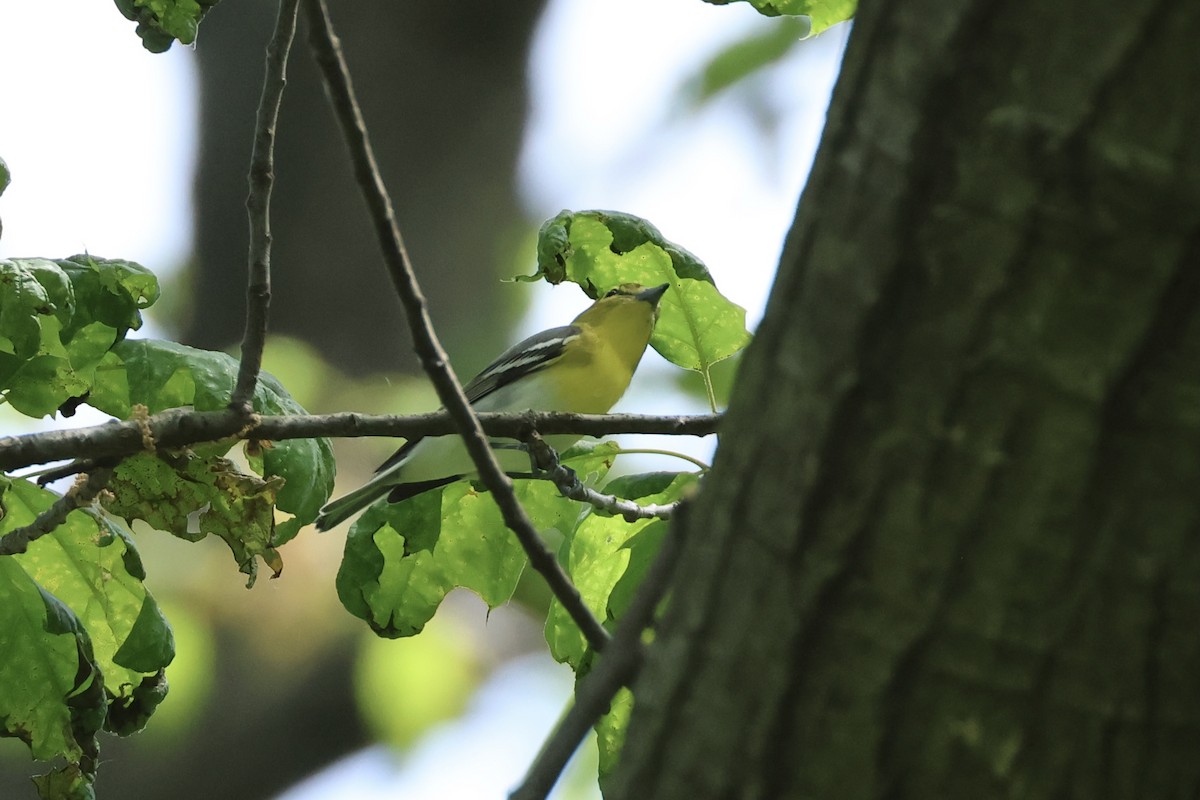 Yellow-throated Vireo - ML572704961