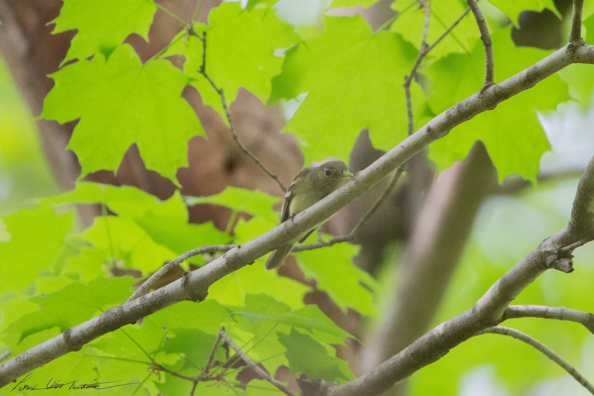 Acadian Flycatcher - Patrick Colbert Muetterties