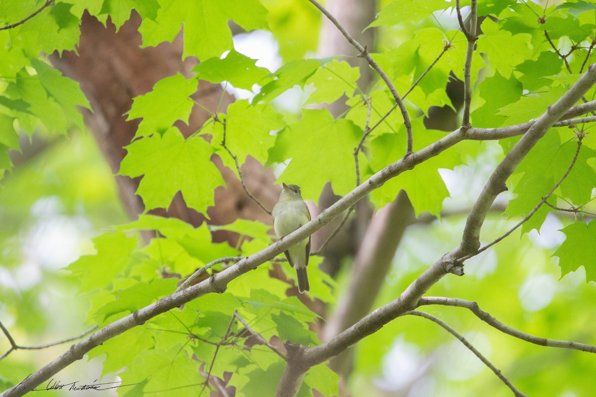 Acadian Flycatcher - ML572705201