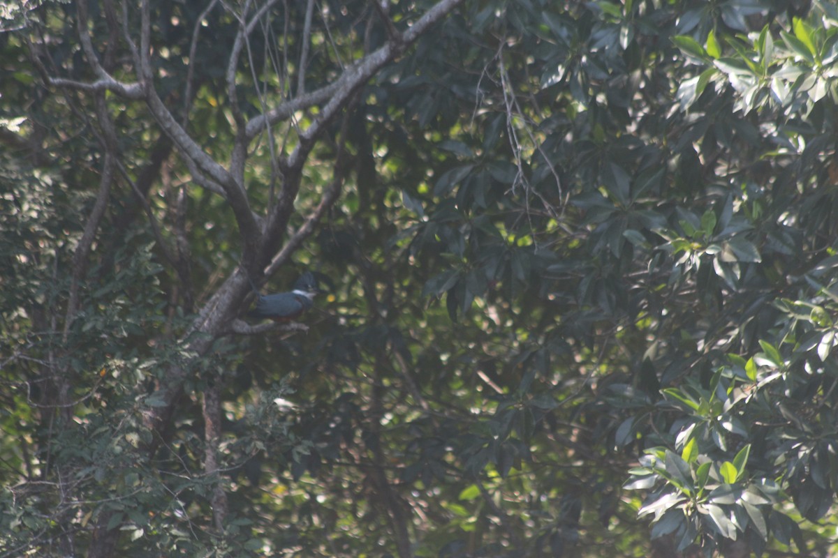 Ringed Kingfisher - Programa de Aves Urbanas Motozintla Agrobiodiversidad, Territorio y Sustentabilidad