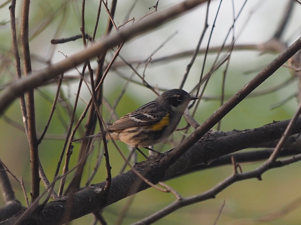 キヅタアメリカムシクイ - ML572705681