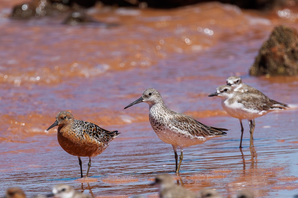 Red Knot - ML572705921
