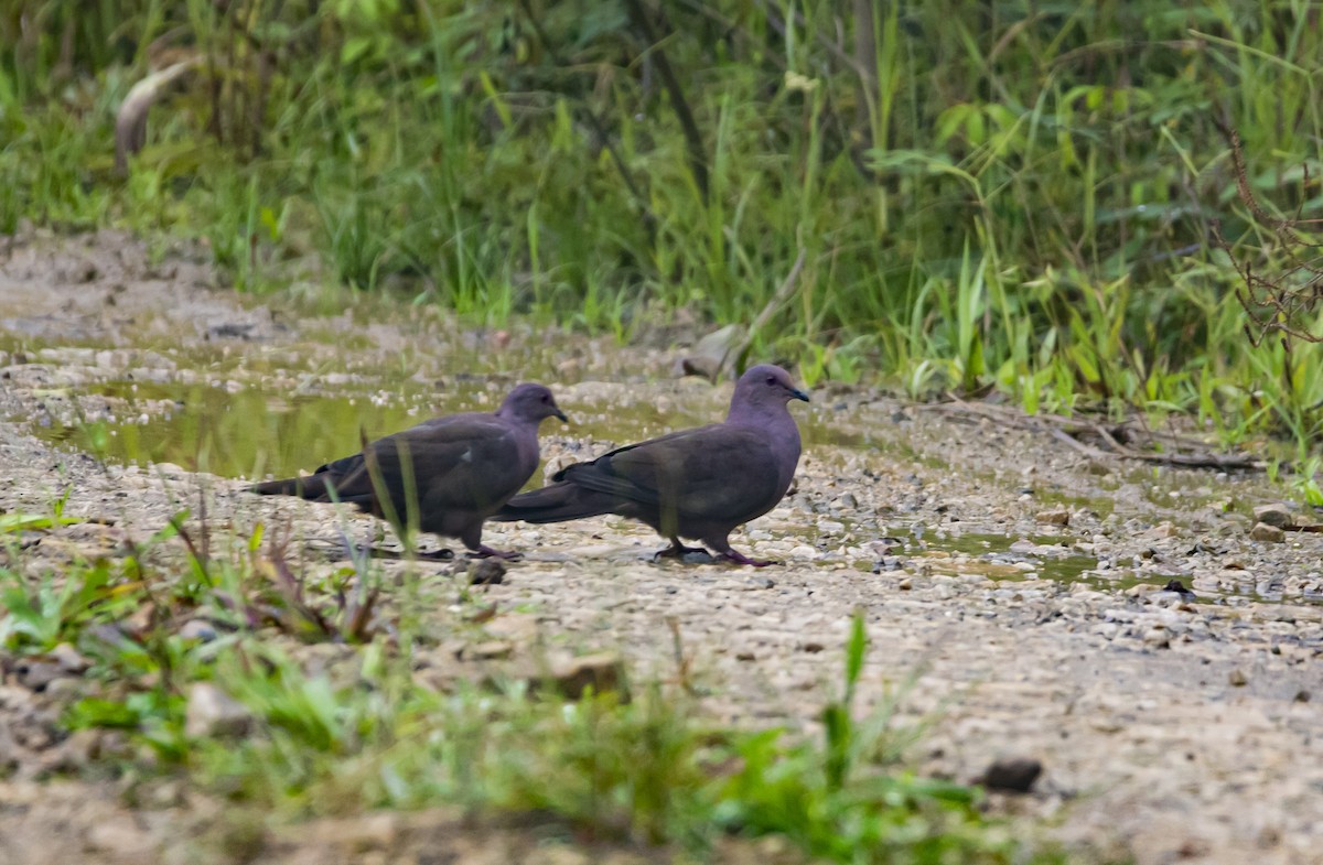 Plumbeous Pigeon - Wilson Patricio Cabrera Guallazaca