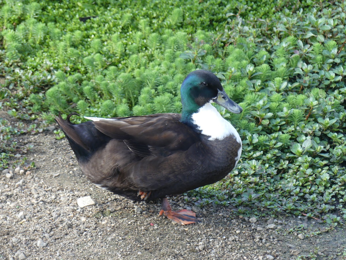 duck sp. - ML572706631