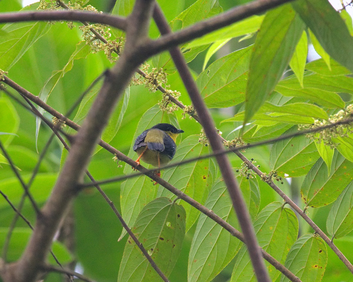 Golden-collared Manakin - Ramón David Ruiz Correa (@rada.birding)