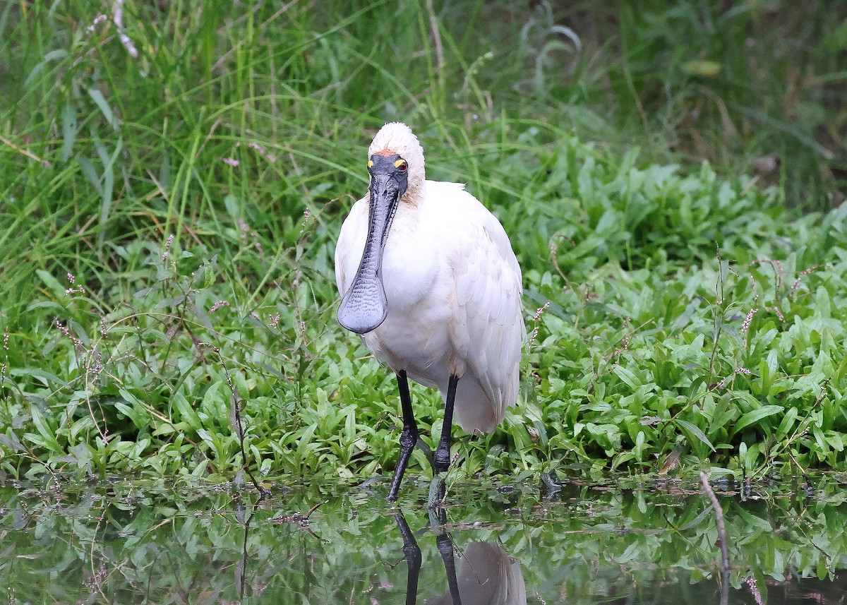 Royal Spoonbill - Martin Allen