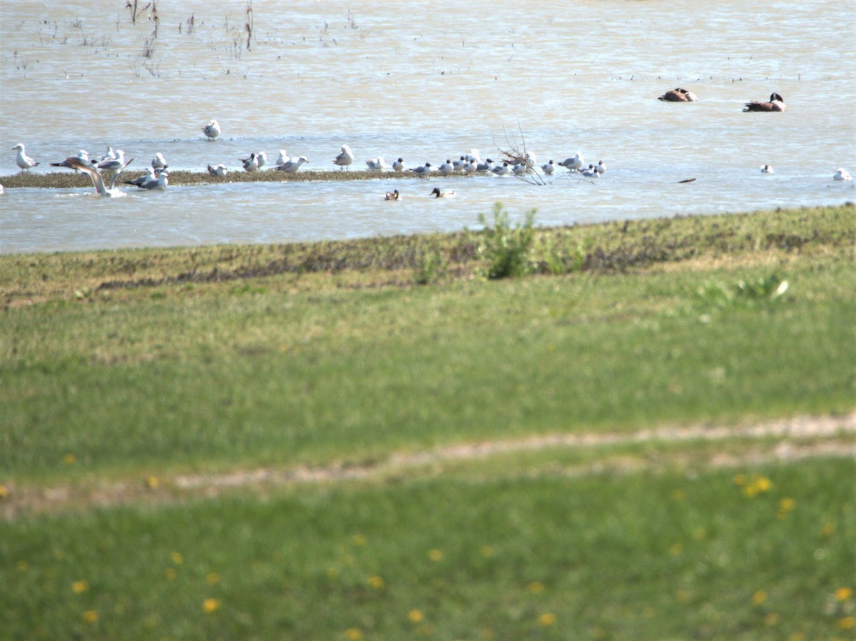 Mouette de Bonaparte - ML572708331