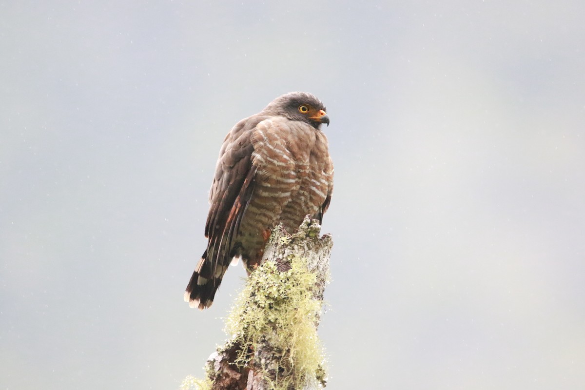 Roadside Hawk - ML572708841