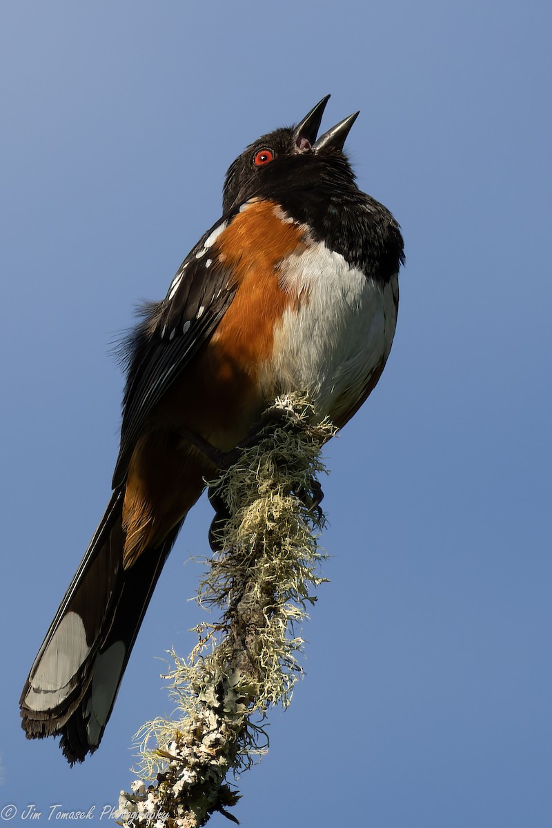 Spotted Towhee - ML572708891