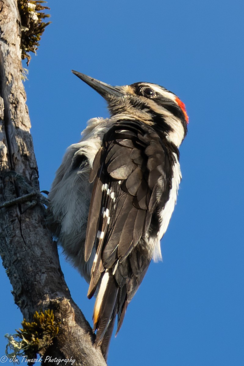 Hairy Woodpecker - ML572709221