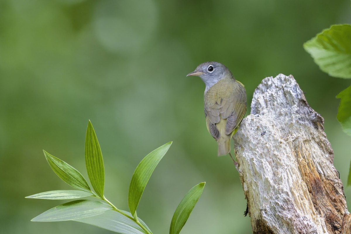 Connecticut Warbler - ML572710461