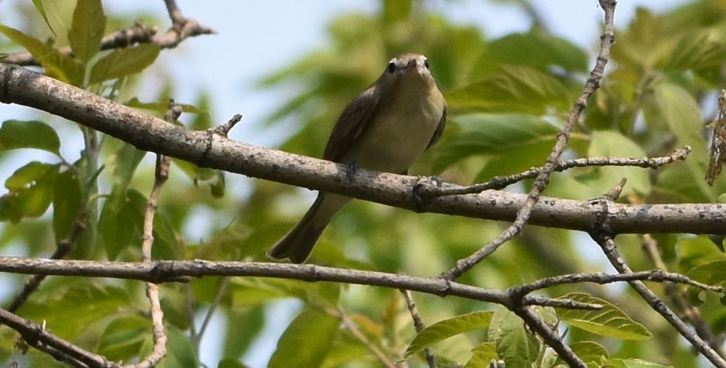 Warbling Vireo - ML572710691