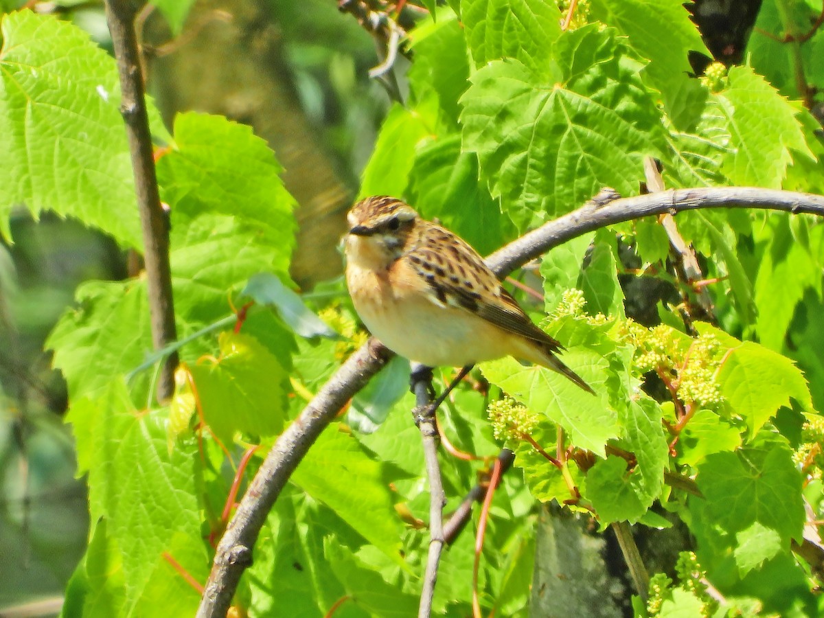 Whinchat - Ljubica Bogdanović