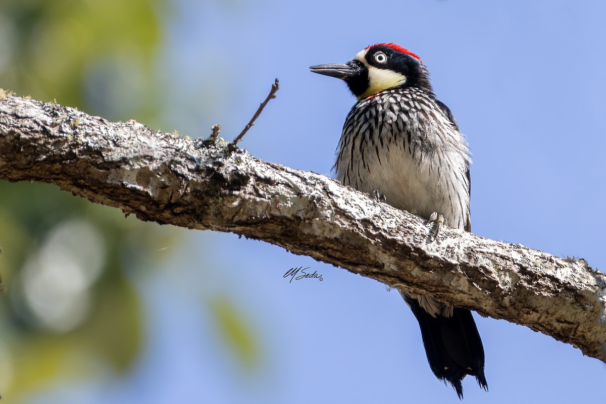 Acorn Woodpecker - ML572711791