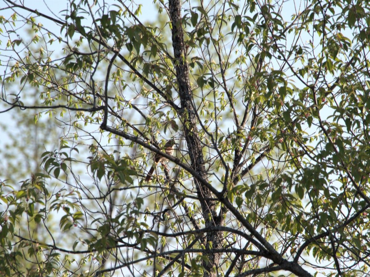 Brown Thrasher - ML572712181