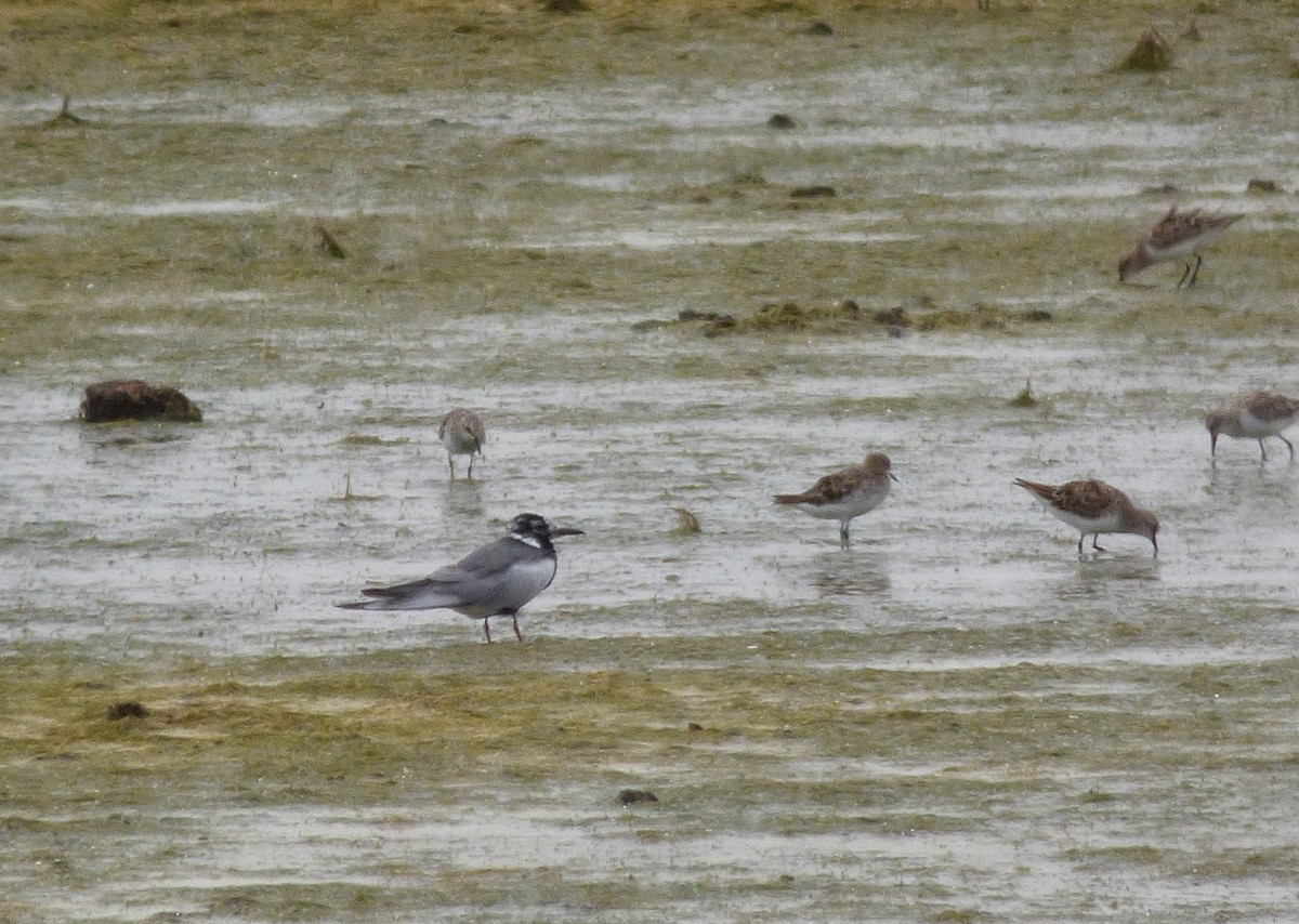 White-winged Tern - ML572713481