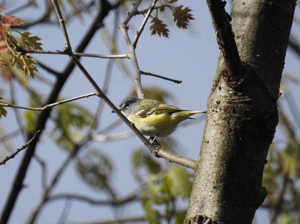 Blue-headed Vireo - Alan Buriak