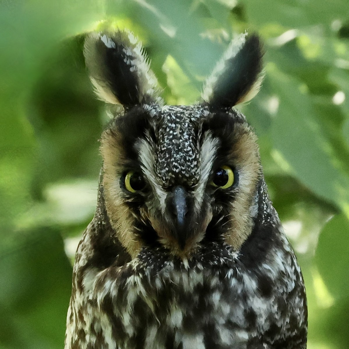 Long-eared Owl - ML572715341