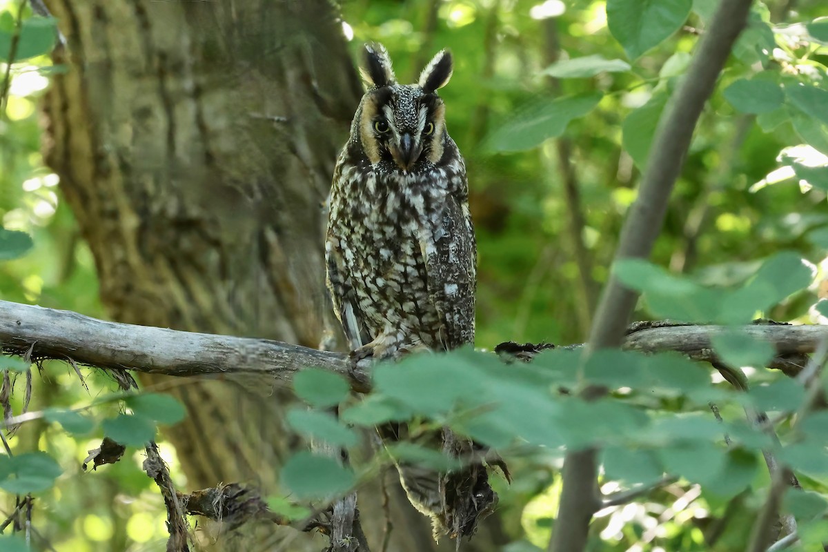 Long-eared Owl - ML572715351