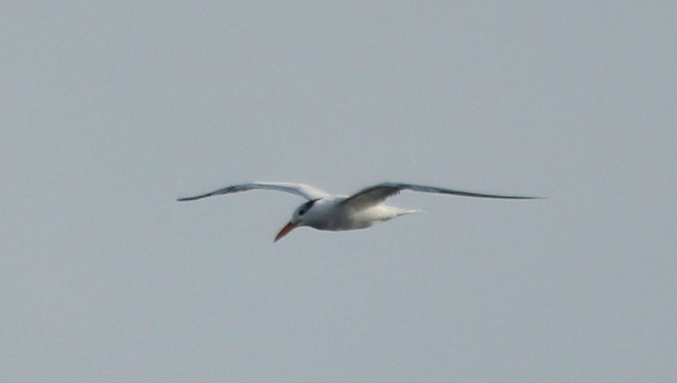 Royal Tern - Camilo Orjuela-Barrera