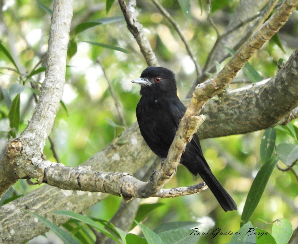 Blue-billed Black-Tyrant - ML572716681