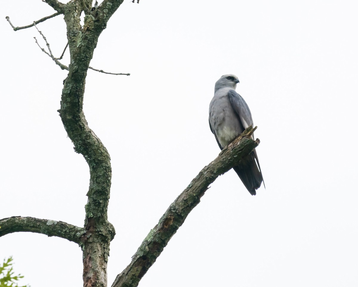 Mississippi Kite - ML572717281