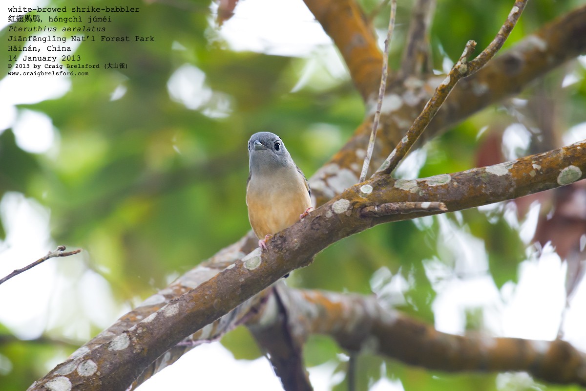 White-browed Shrike-Babbler - Craig Brelsford