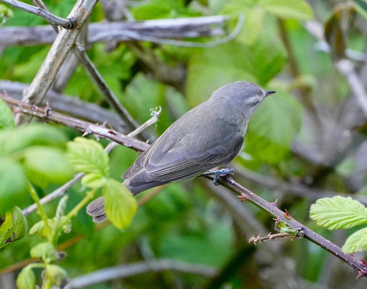 Warbling Vireo - ML572717861