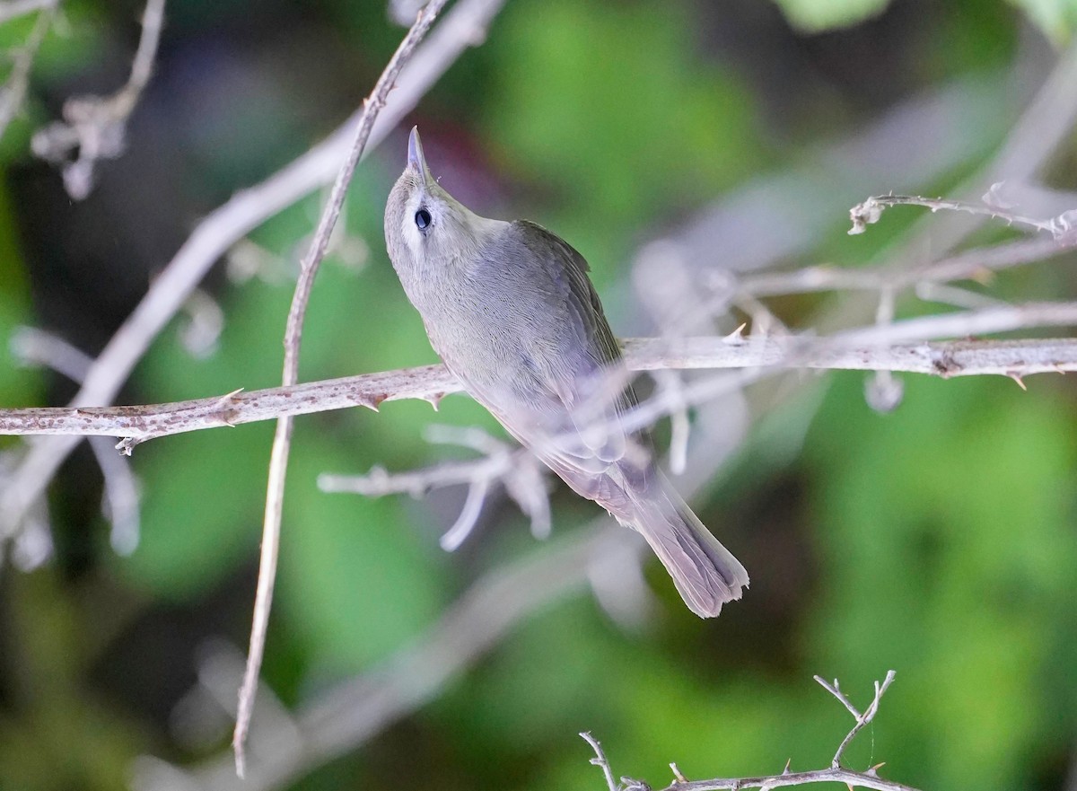 Warbling Vireo - ML572717871