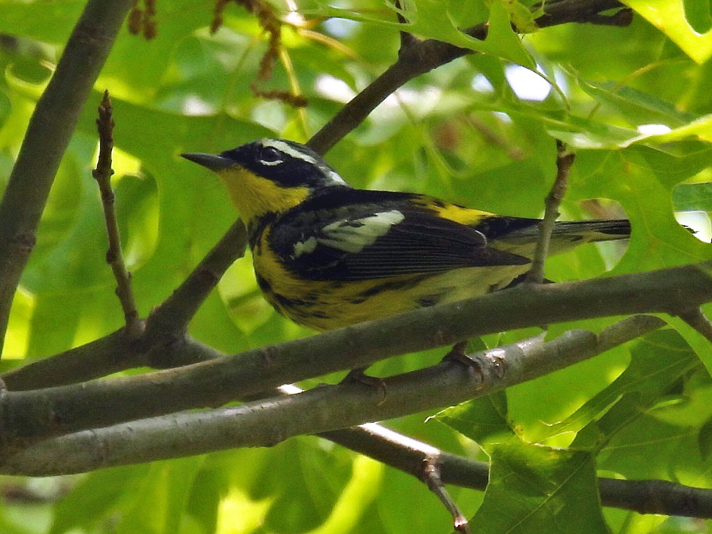 Magnolia Warbler - Douglas Cioffi