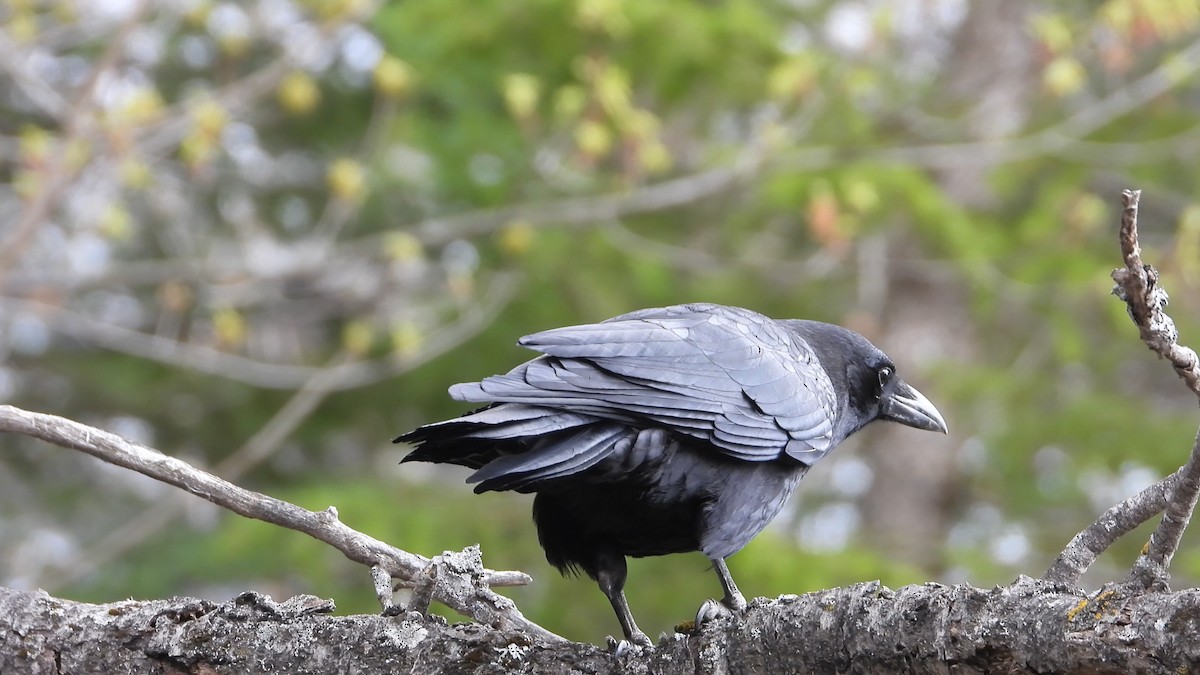 American Crow - ML572718791