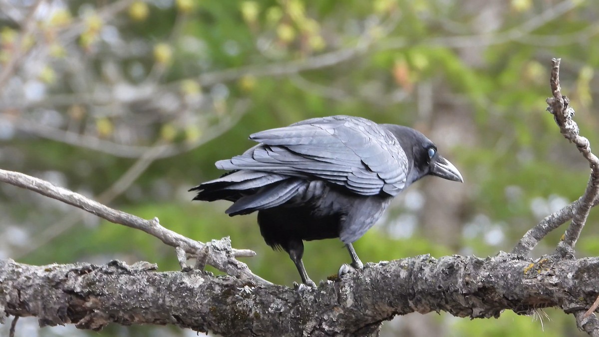 American Crow - Denis Provencher COHL