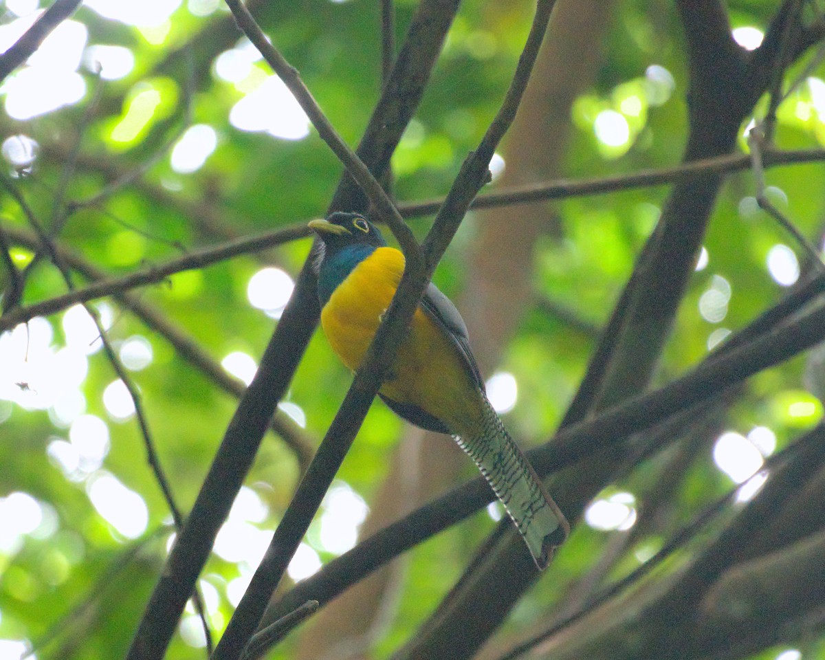 Choco Black-throated Trogon - ML572719351