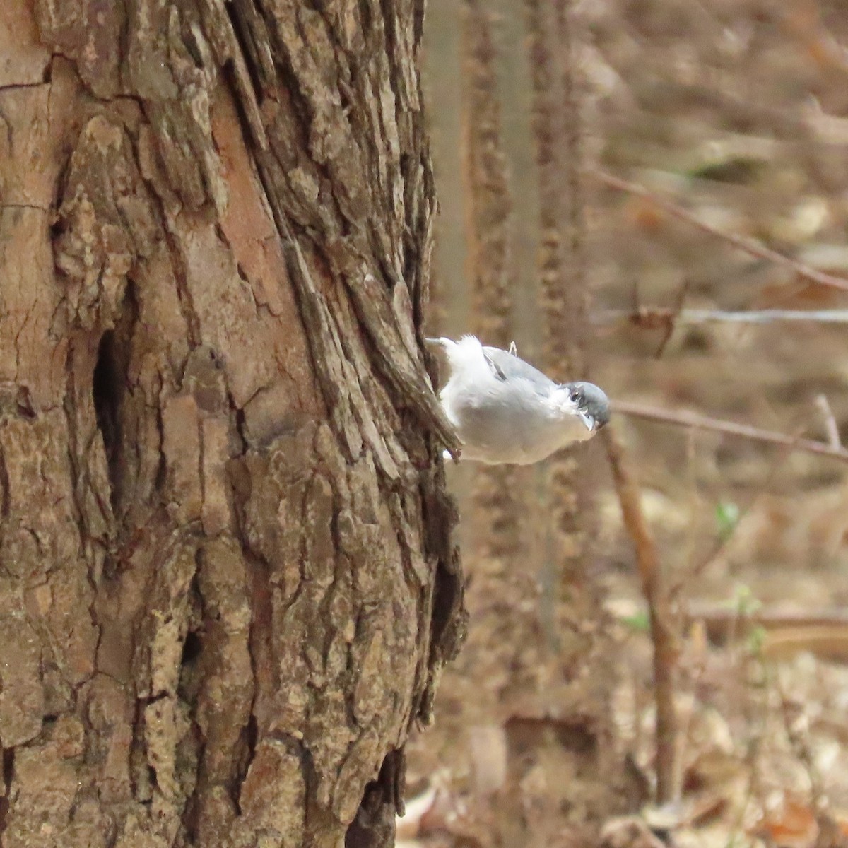 Tropical Gnatcatcher (plumbiceps/anteocularis) - ML572719941