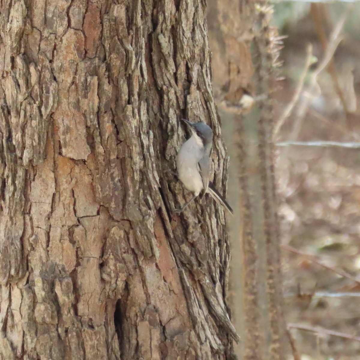 Tropical Gnatcatcher (plumbiceps/anteocularis) - ML572719951