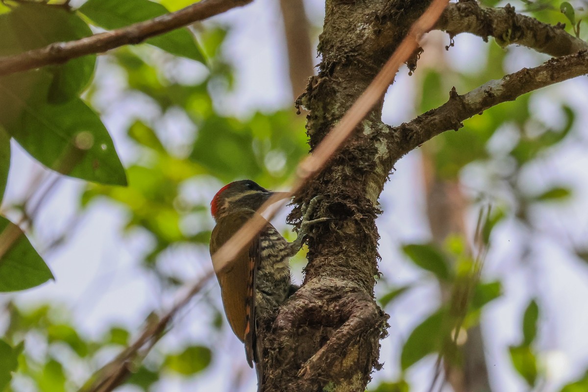 Stripe-cheeked Woodpecker - ML572720601