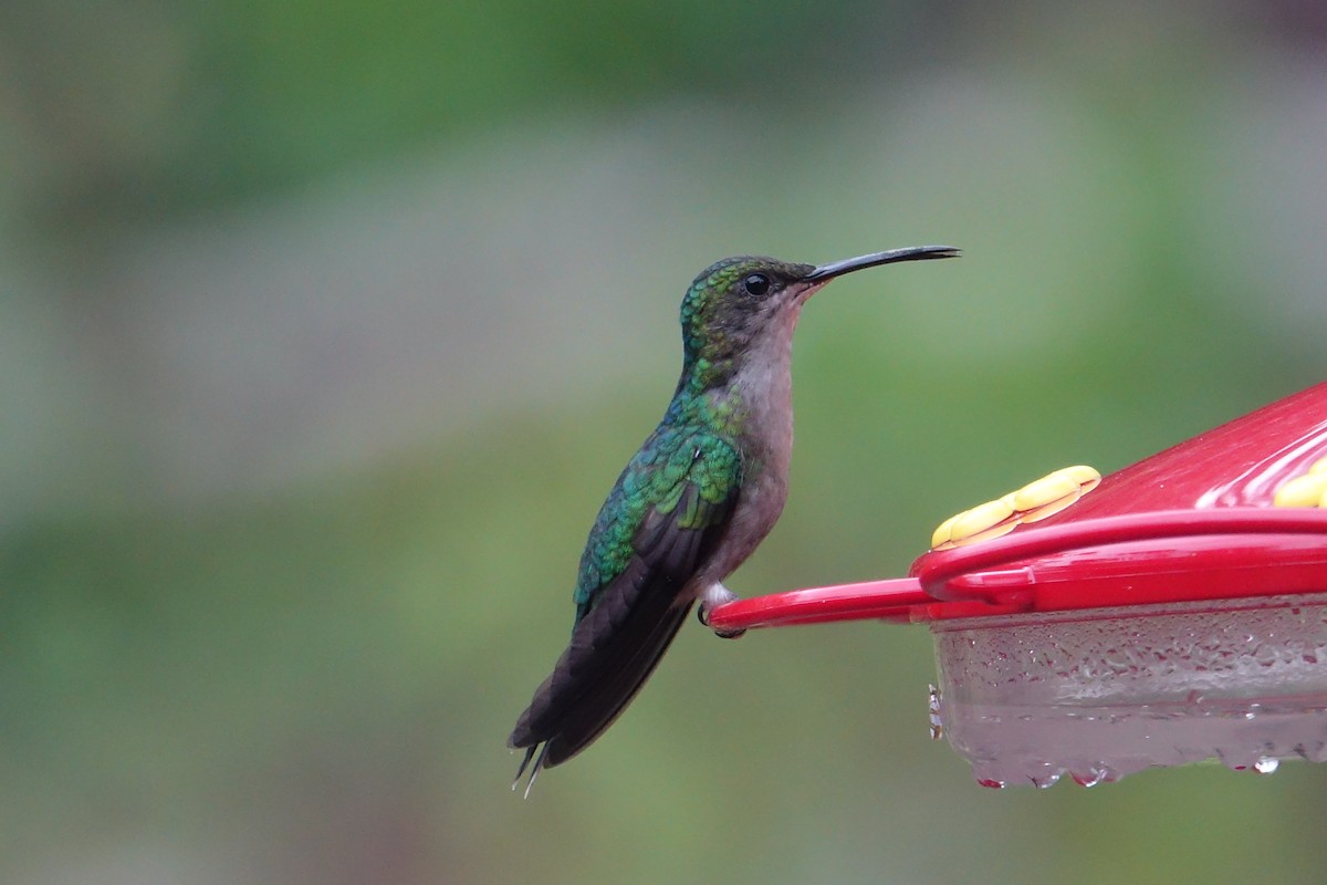 kolibřík nymfový - ML57272181