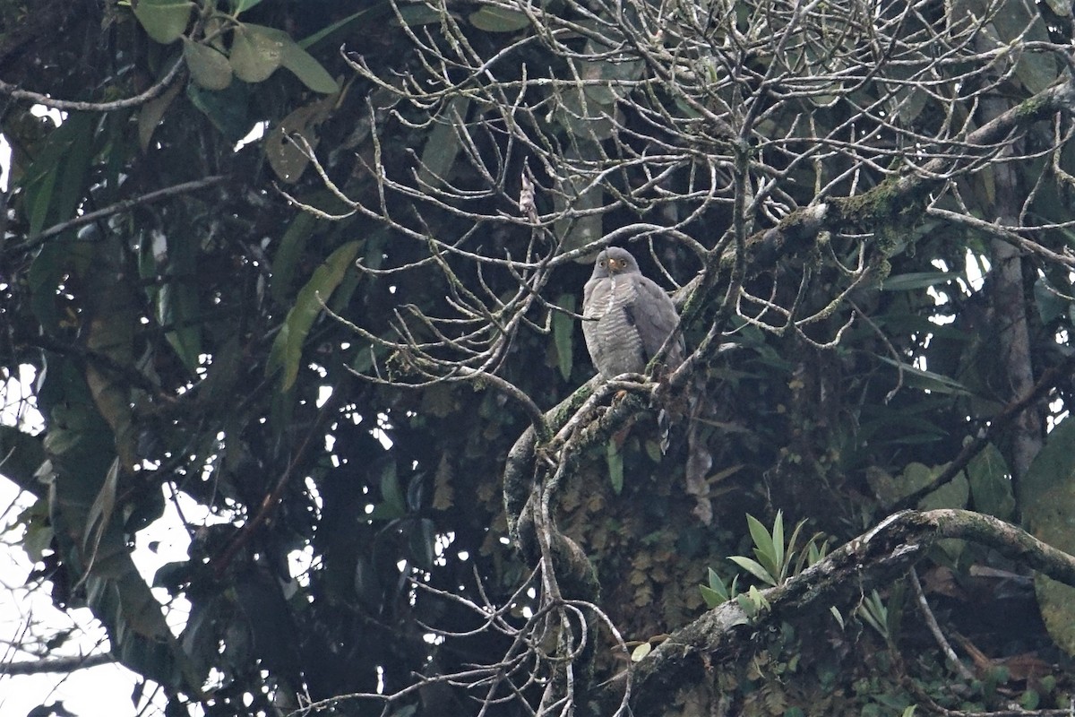 Roadside Hawk - ML57272201