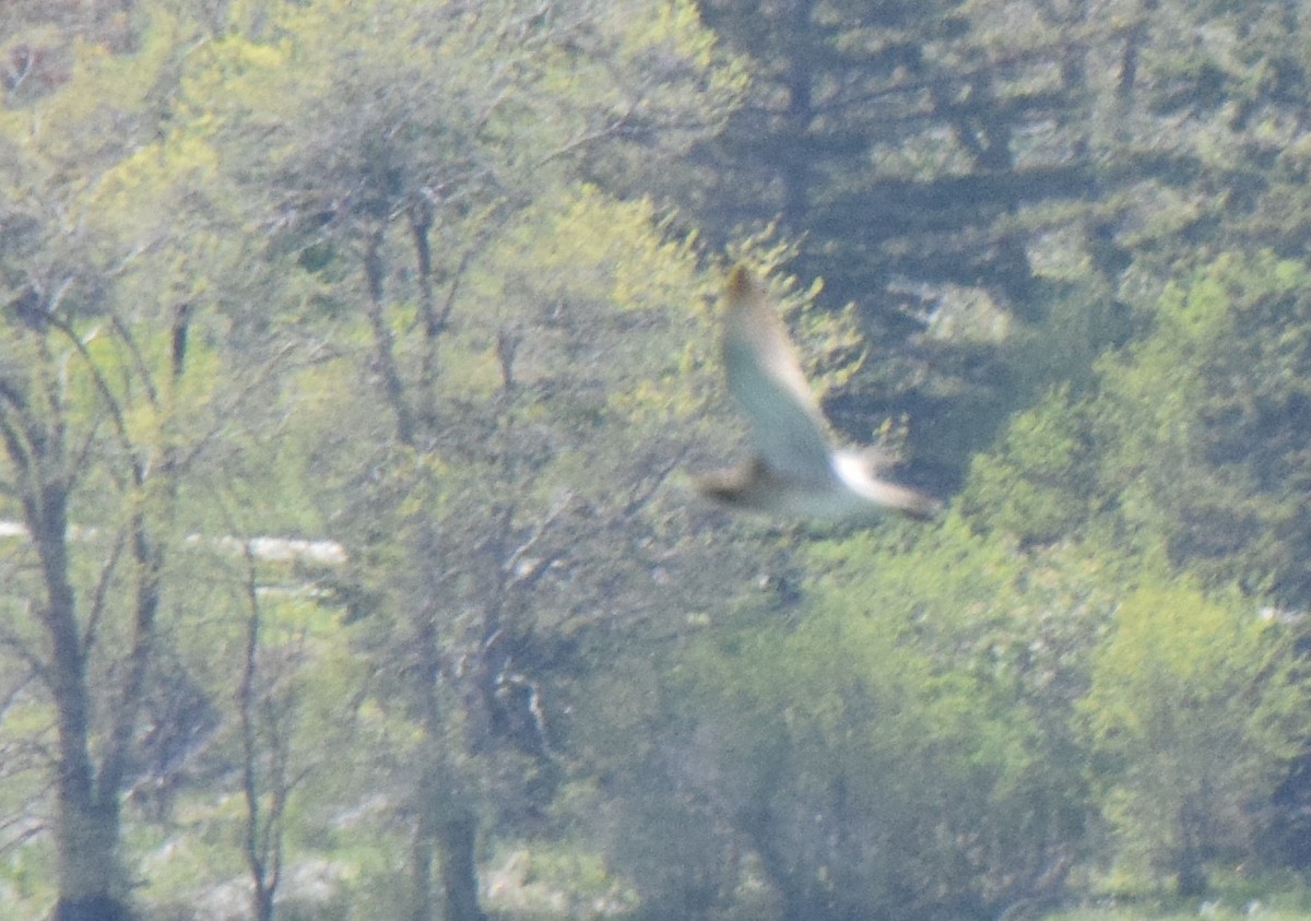 チュウシャクシギ（phaeopus） - ML572722291