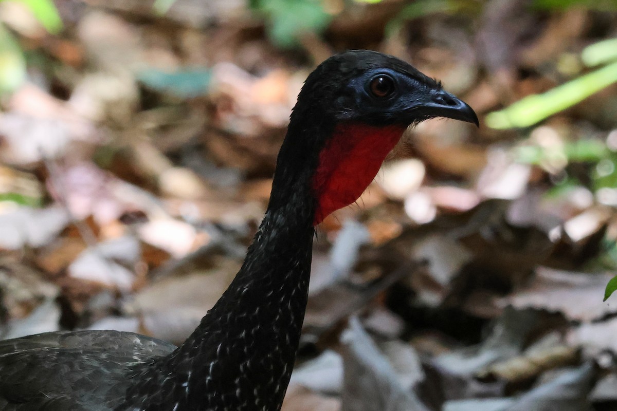 Crested Guan - Peter Crosson